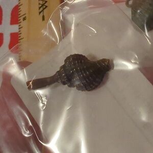 Two shell charms NWT. Bronze colored. Tall and wide shells.